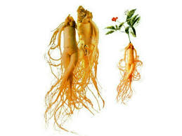 Panax Ginseng