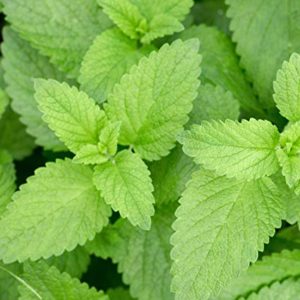 Stinging Nettle