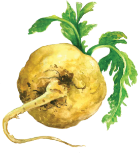 Maca Root